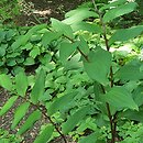 Maianthemum henryi
