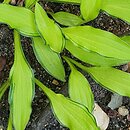 Hosta Green Eyes