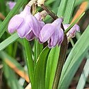 Ophiopogon bodinieri