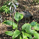 Hosta Cherry Berry