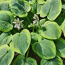 Hosta A Many-splendored Thing