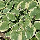 Hosta Hampshire County