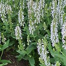 Salvia nemorosa Porzellan