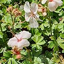 Geranium dalmaticum Album