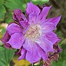 Geranium himalayense Plenum