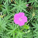 Geranium sanguineum Vision Violet