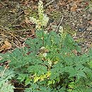 Aruncus aethusifolius Bronze