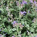 Nepeta Veluws Blauwtje