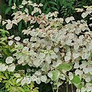 Reynoutria japonica Variegata