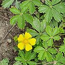Potentilla neumanniana Nana