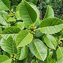 Ilex Venus