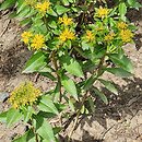 Phedimus aizoon (rozchodnik gruby)