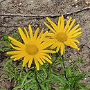 Buphthalmum salicifolium Dora