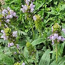 Prunella grandiflora Light Blue