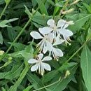 Gaura lindheimeri Sparkle White