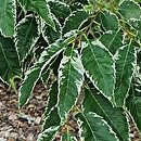 Zelkova serrata Variegata