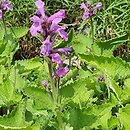 Betonica macrantha Selim
