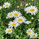 Leucanthemum ×superbum Juno