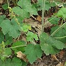 Mitellastra caulescens