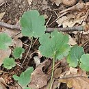 Heuchera grossulariifolia (żurawka agrestolistna)