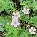 Geranium ×oxonianum Wargrave Pink