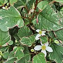 Houttuynia cordata Fantasy