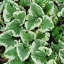 Brunnera macrophylla Dawson's White
