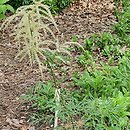 Aruncus vulgaris Kneifii