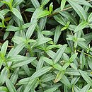 Vinca minor Sabinka
