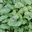 Brunnera macrophylla Mr. Morse