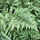 Athyrium niponicum Red Beauty