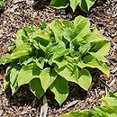 Hosta Illicit Affair