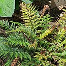Polystichum tsus-simense Roca