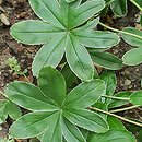 Alchemilla conjuncta (przywrotnik zrosłoklapowy)