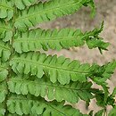 Dryopteris affinis agg. Crispa Congesta