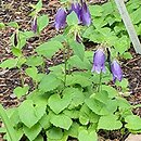 Campanula Sarastro