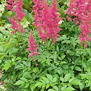 Astilbe japonica Koblenz