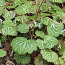 Saxifraga stolonifera (skalnica rozłogowa)