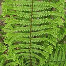 Dryopteris affinis agg. Cristata
