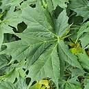 Acer platanoides Dissectum
