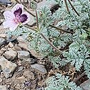 Erodium Smudge