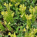 Scutellaria orientalis (tarczyca wschodnia)