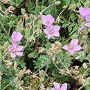 Erodium County Park