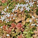 Sedum album Coral Carpet