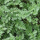 Erodium chrysanthum