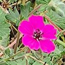 Geranium subcaulescens Signal