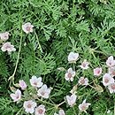 Erodium amanum