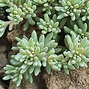 Sedum lydium (rozchodnik lydyjski)