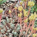 Petrosedum rupestre Minimum