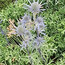 Eryngium bourgatii (mikołajek iberyjski)